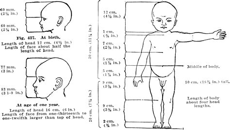 Proportions of a Healthy Child's Body at Birth and Birth and One Year ...