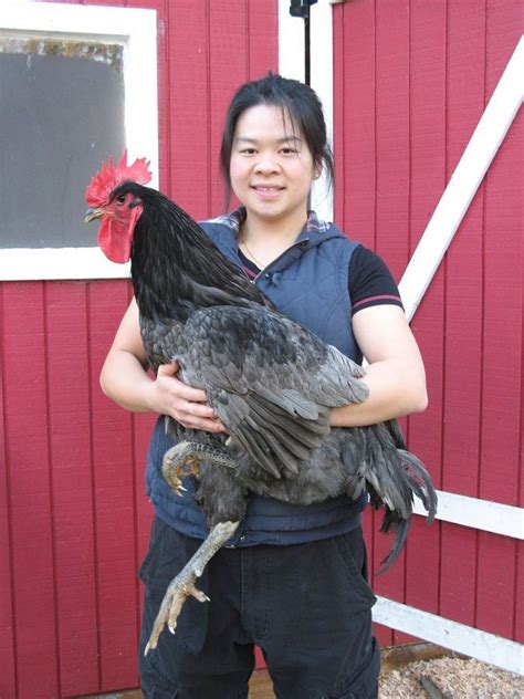 Jersey Giants - one very large chicken breed! Links to interesting and ...