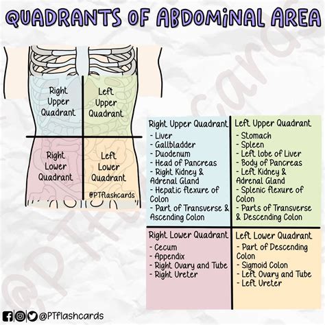 PT flashcards on Twitter: "4 ABDOMINAL QUADRANTS Reference: Tortora ...