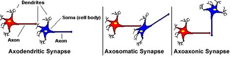 Neuroscience For Kids - synapse