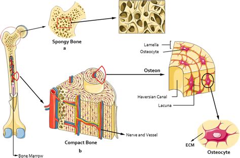 Compact And Spongy Bone Diagram