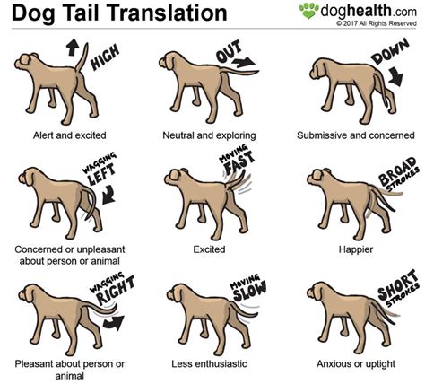 Discussion - Cat And Dogs Tail Language | Novel Updates Forum