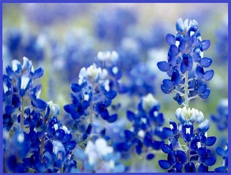 Texas Bluebonnet Wildflower Seeds for Planting - 250+ Seeds - Vibrant ...