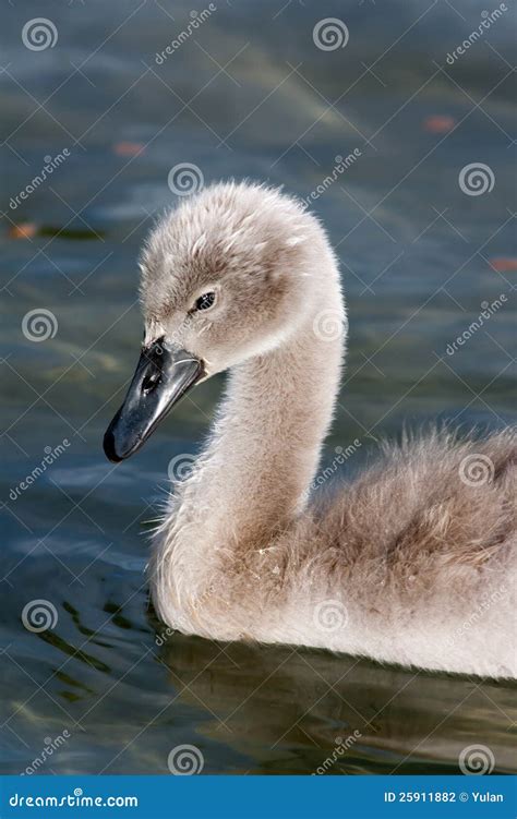 Baby swan stock photo. Image of lake, bird, nature, duckling - 25911882