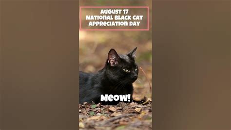 August 17 National Black Cat Appreciation Day - YouTube