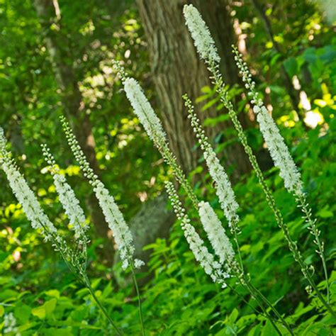 Black Cohosh - Definition of Black Cohosh