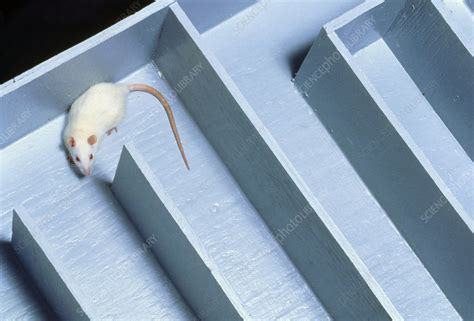 White laboratory rat in a maze - Stock Image - G352/0062 - Science ...