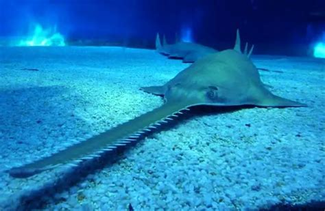 Sawfish - Description, Habitat, Image, Diet, and Interesting Facts