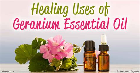 Geranium Oil Benefits and Uses