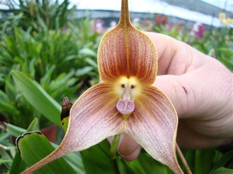 Monkey Face Orchid