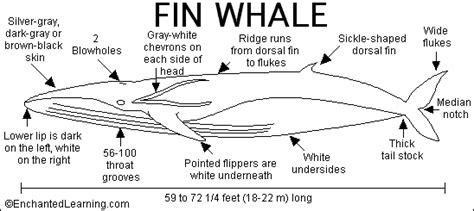 Fin Whale Print-out - EnchantedLearning.com