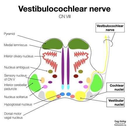 Which of the Following Does Not Describe the Vestibulocochlear Nerve