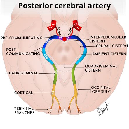 Crural Anatomy