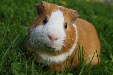 Caring for your guinea pig | Petbarn Articles