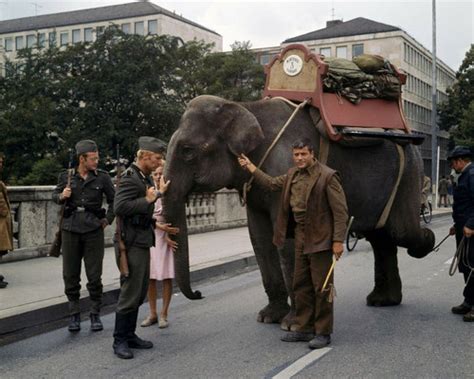 Hannibal Brooks 1969 Oliver Reed with elephant in Austrian town 8x10 ...