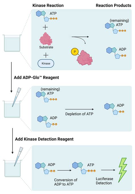 Activity-based Kinase Profiling Service | Kinase Logistics: kinaselogistics