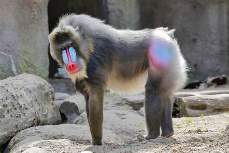 Mandrill Baboon Attack