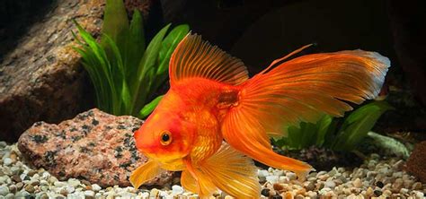 Goldfish Myths Debunked | Tropical Fish Hobbyist Magazine