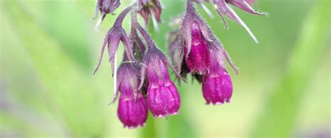 Growing True Comfrey From Seeds – Richo's Blog