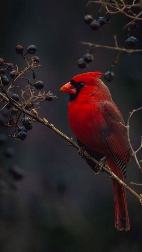 Red Cardinal Wallpapers - Top Free Red Cardinal Backgrounds ...