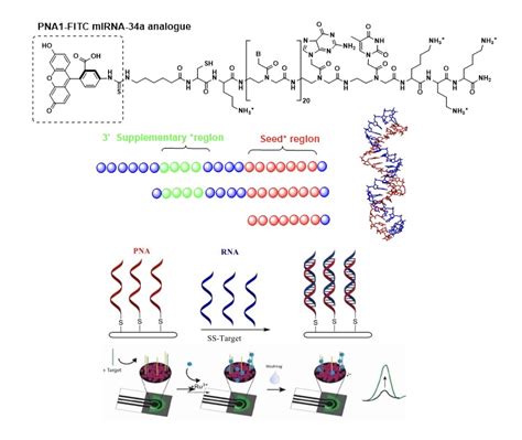 Design, synthesis and development of peptide nucleic acid (PNA) based ...