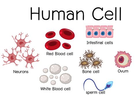 diseño de diagrama de células humanas 1338048 Vector en Vecteezy