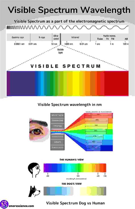 Visible Light Spectrum Wavelengths Poster - Free Download - Smore Science