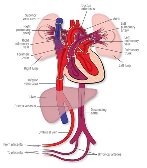 Fetal Circulation | American Heart Association