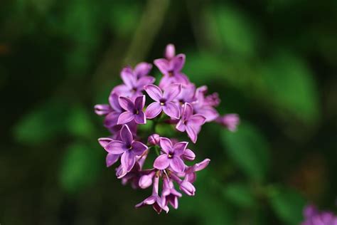 HD wallpaper: lilac, shrub, flower, garden, spring, nature, flowering ...