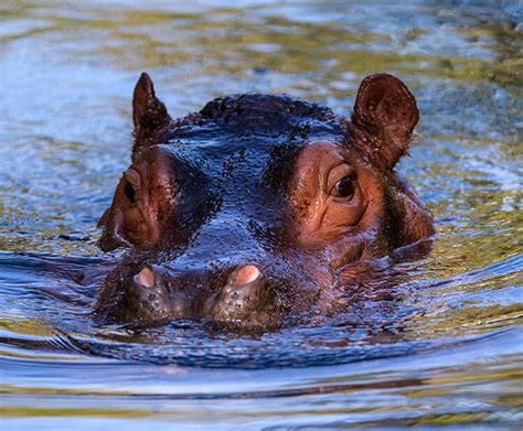 River hippo | San Diego Zoo Wildlife Explorers