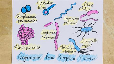 How to draw Organisms from kingdom monera school project science ...