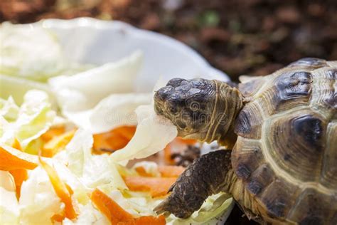 Turtle Eating Vegetables From A Stock Photo - Image of field, culture ...