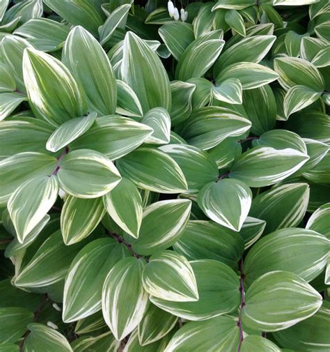 10 Variegated Plants for Every Garden | Triangle Gardener Magazine