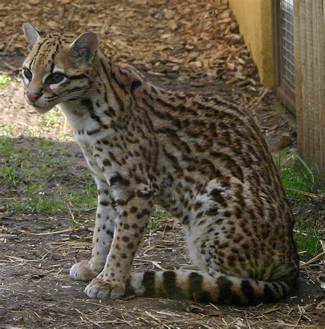 File:Ocelot Marwell Zoo.jpg