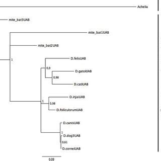 Phylogenetic analyses of Acari. The three was estimated using MrBayes ...