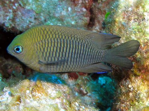 Longfin Damselfish - Stegastes diencaeus - Grand Cayman - Photo 1 ...