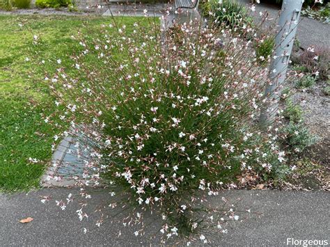 Gaura Plant Care: A Complete Growing Guide | Florgeous