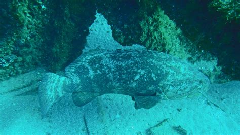 Goliath grouper may become guards for undersea attacks