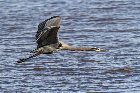 Great Blue Heron in flight | Mike Powell