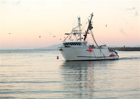 Boats Archives - My Westshore