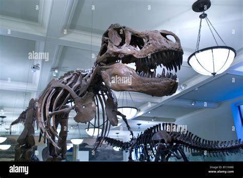 TYRANNOSAURUS REX DISPLAY FOSSIL HALL AMERICAN MUSEUM OF NATURAL ...