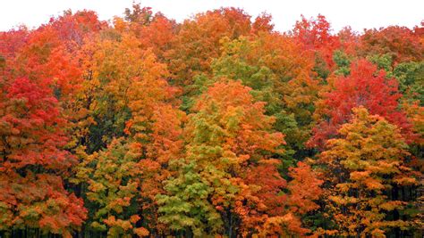 Michigan's U.P. wins best fall foliage in America