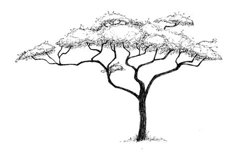 Acacia Tree Drawing at PaintingValley.com | Explore collection of ...