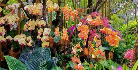 National Orchid Garden - All You Need to Know BEFORE You Go (2024)