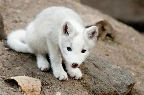 baby arctic fox Animals And Pets, Funny Animals, Fox Pictures, Cute ...