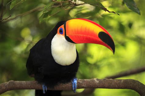 Toucan - Curacao ZOO - [Parke Tropikal]