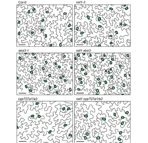 ABA-mediated regulation of stomatal density is OST1-independent (Plant ...