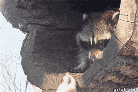 This Raccoon's Reaction To A Treat Is All Of Us | Cute animals, Funny ...