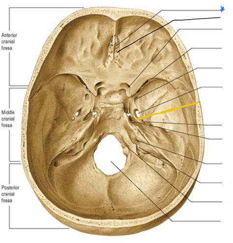 Skull Foramen Diagram