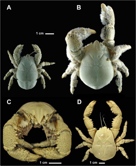 Hydrothermal Vents Crabs